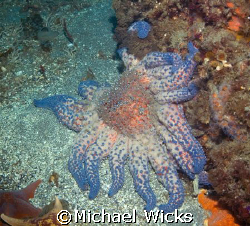 Sun Starfish by Michael Wicks 